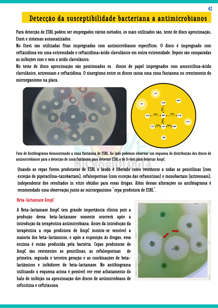 Resumos de Microbiologia Clínica (11)