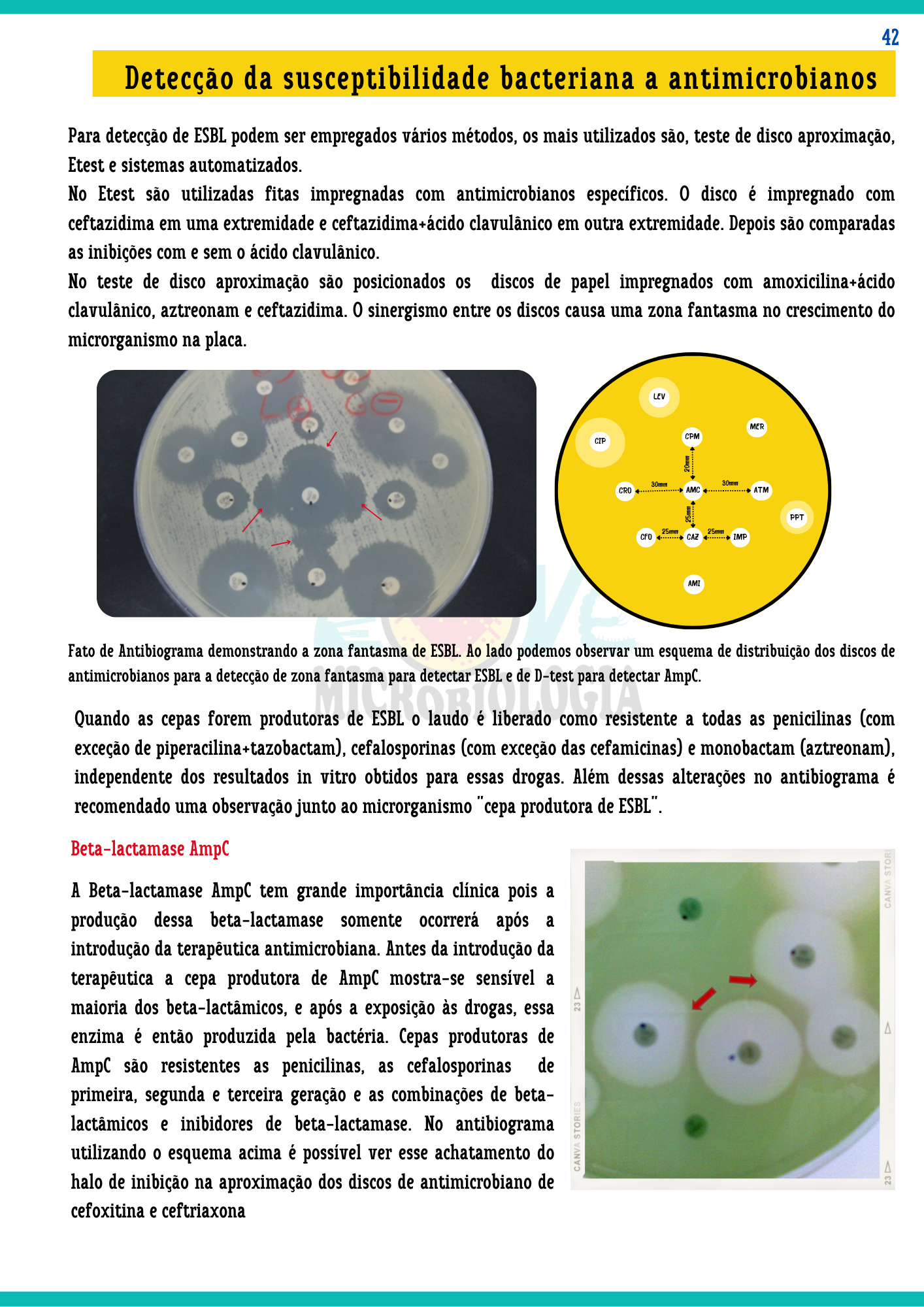 Resumos de Microbiologia Clínica (11)