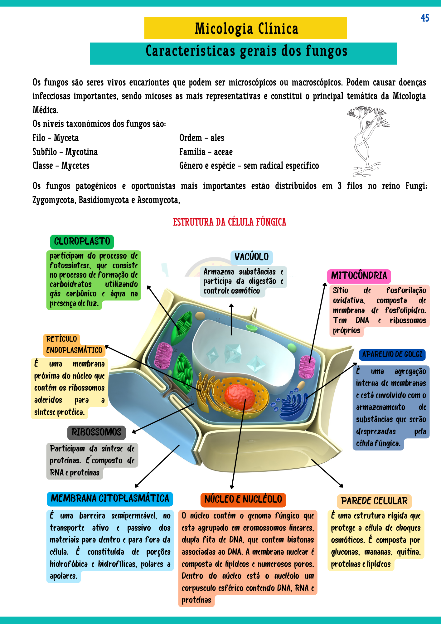 Resumos de Microbiologia Clínica (13)