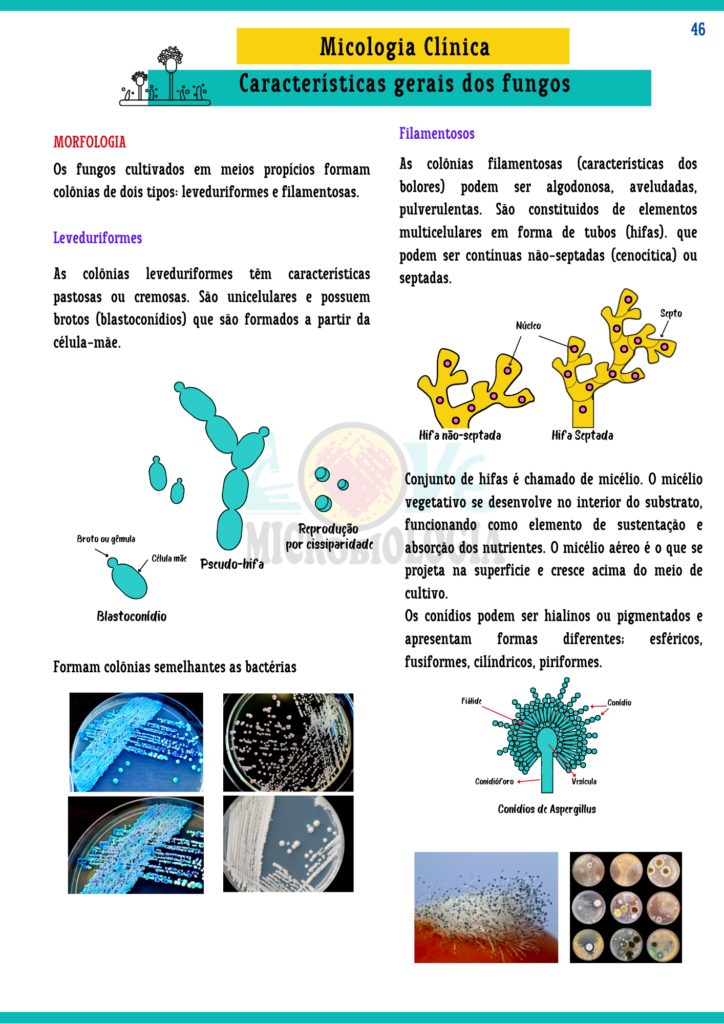 Resumos de Microbiologia Clínica (14)