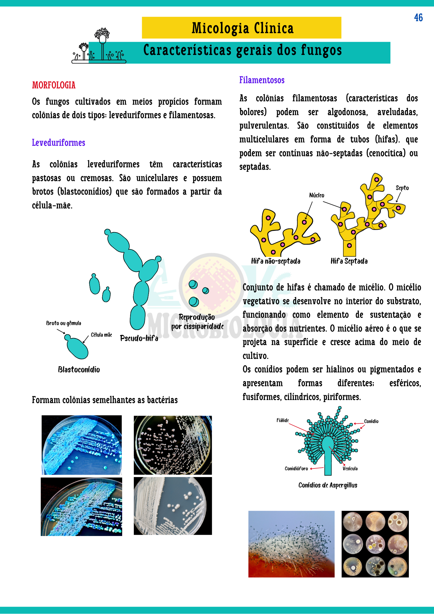 Resumos de Microbiologia Clínica (14)