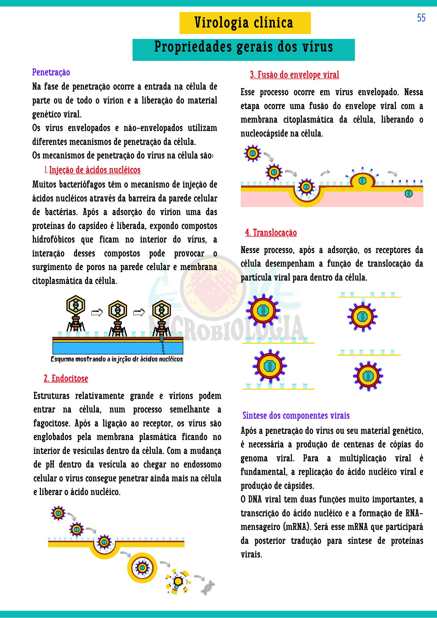 Resumos de Microbiologia Clínica (15)