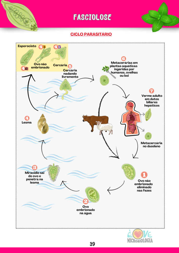 Resumos Parasitologia 2.0 (5)