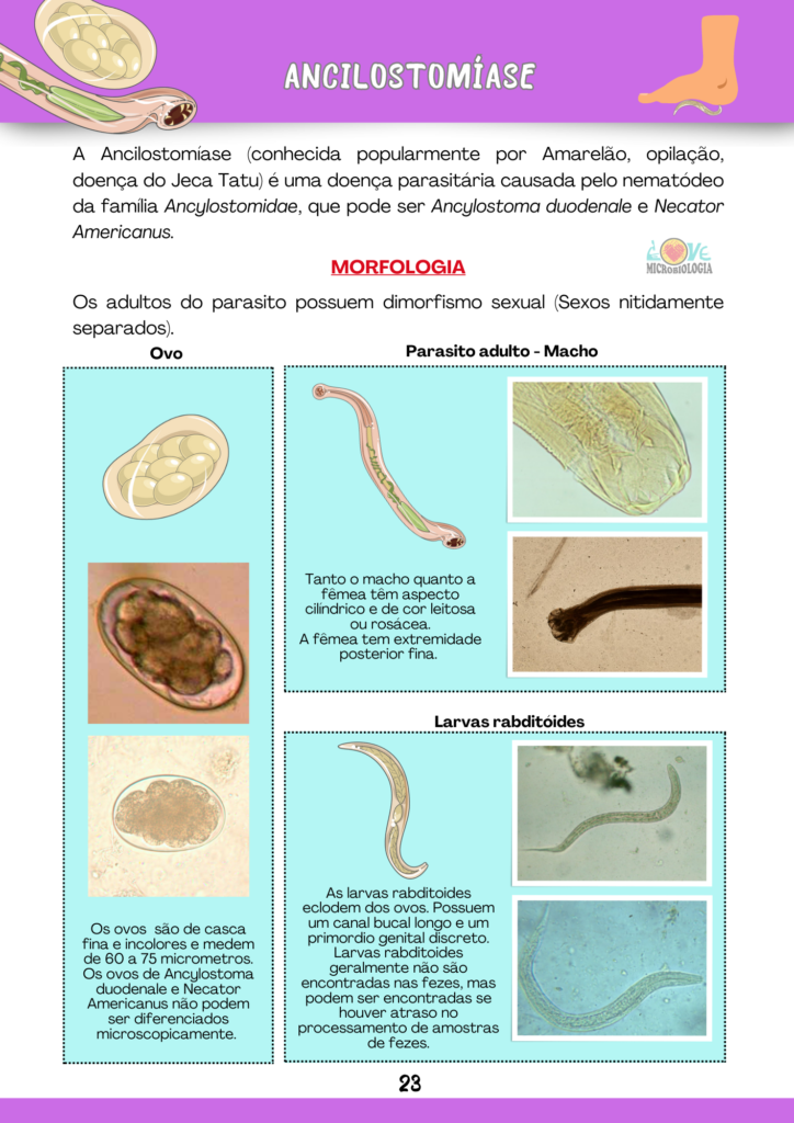 Resumos Parasitologia 2.0