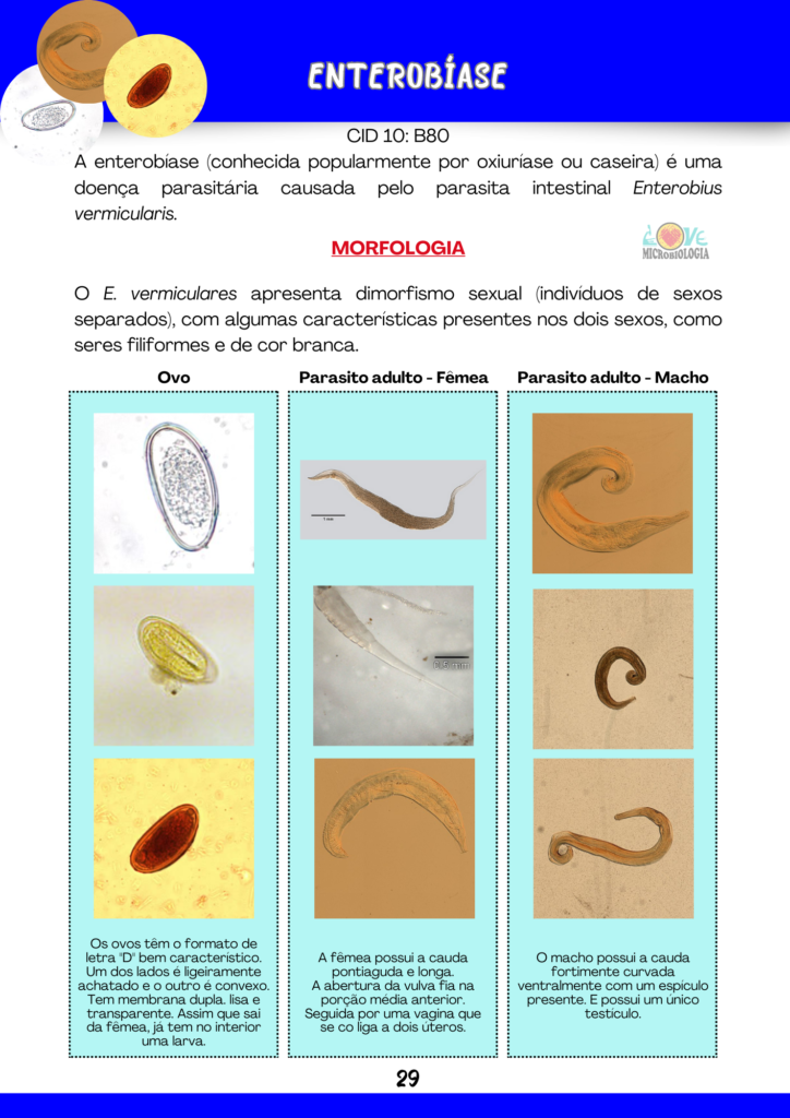 Resumos Parasitologia 2.0 (2)