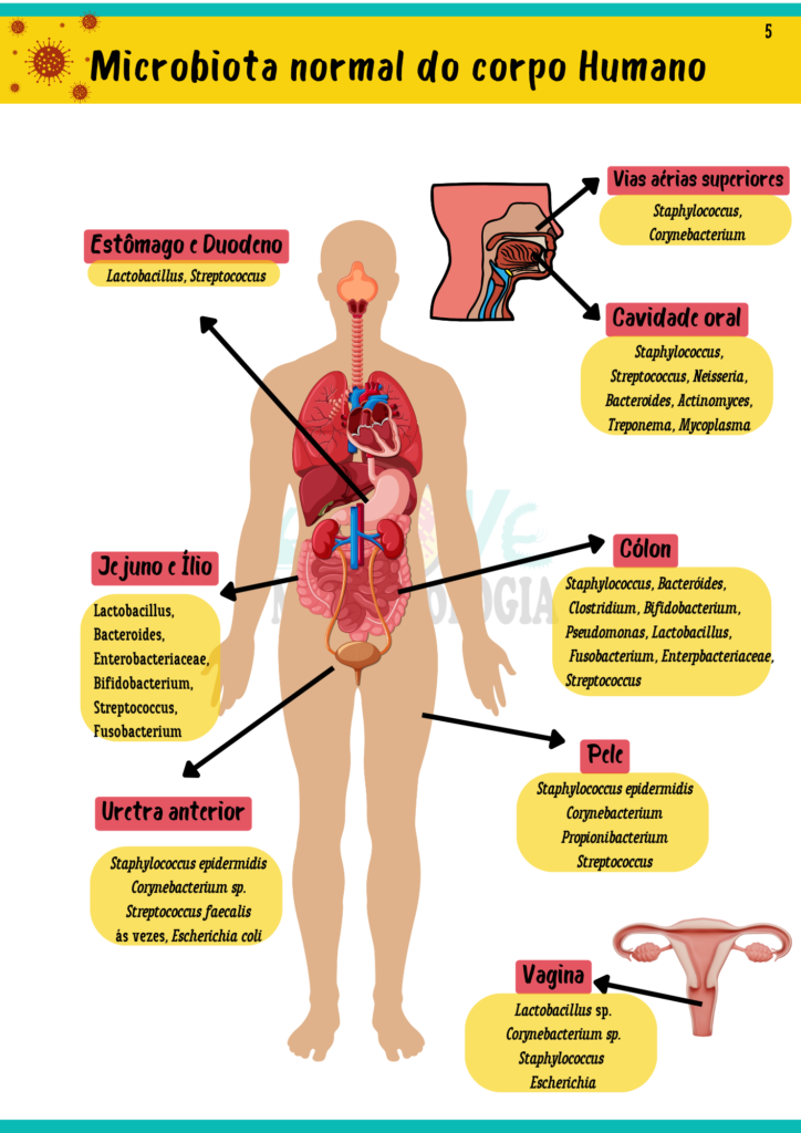 Resumos de Microbiologia Clínicas - Lovemicrobiologia - Atualizado
