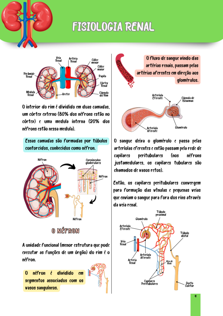 Fisiologia Renal (2)
