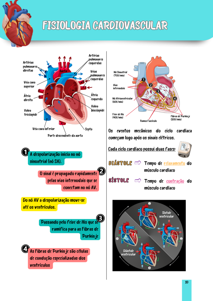 Fisiologia Humana (6)