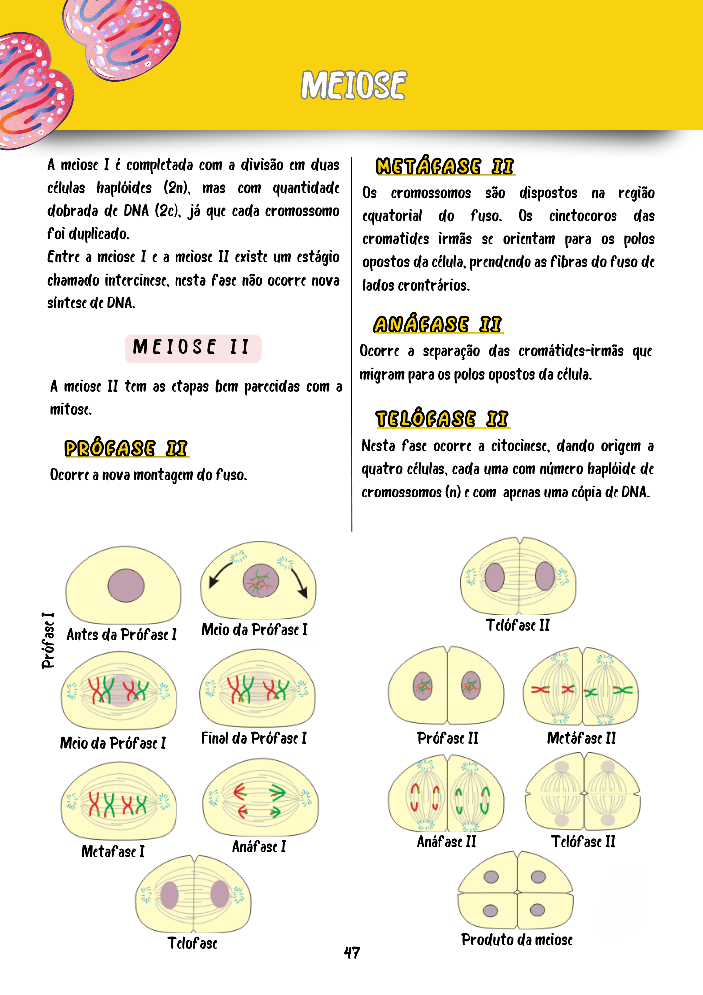 Resumos Biologia Celular e Molecular (6)